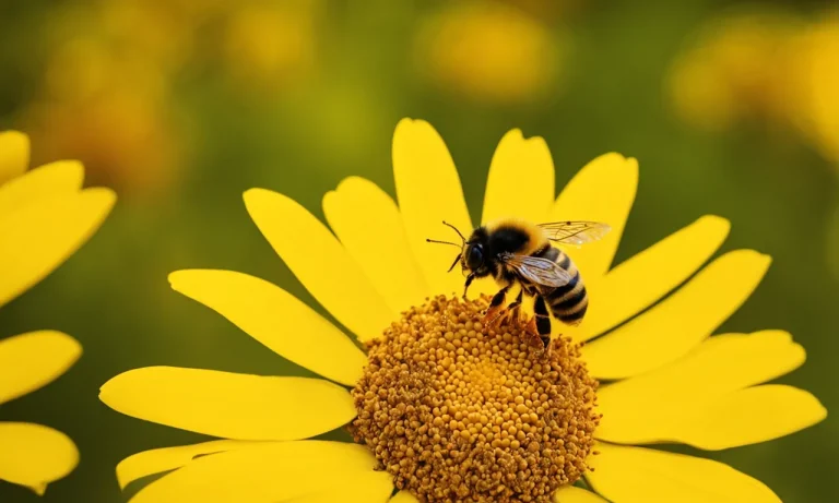 Is Bee Pollen Vegetarian? A Detailed Look